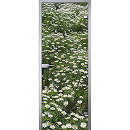 Дверь Летние цветы на лугу D_1103673761 слайд 1