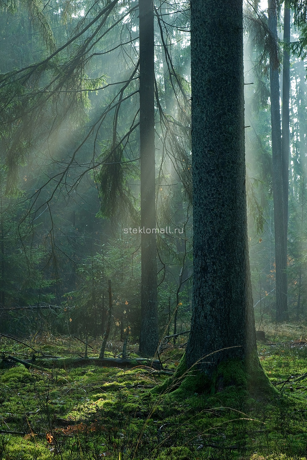 Солнечные лучи в тумане осеннего леса D_43714600 превью слайда 2