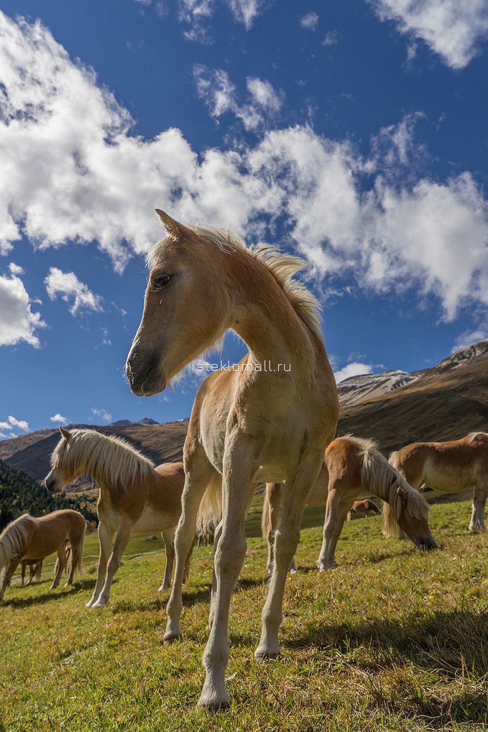 Дверь Альпийская лошадь в Тирольских горах D_762222763 превью слайда 2