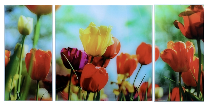 Модульная картина на стекле – Тюльпаны превью слайда 1