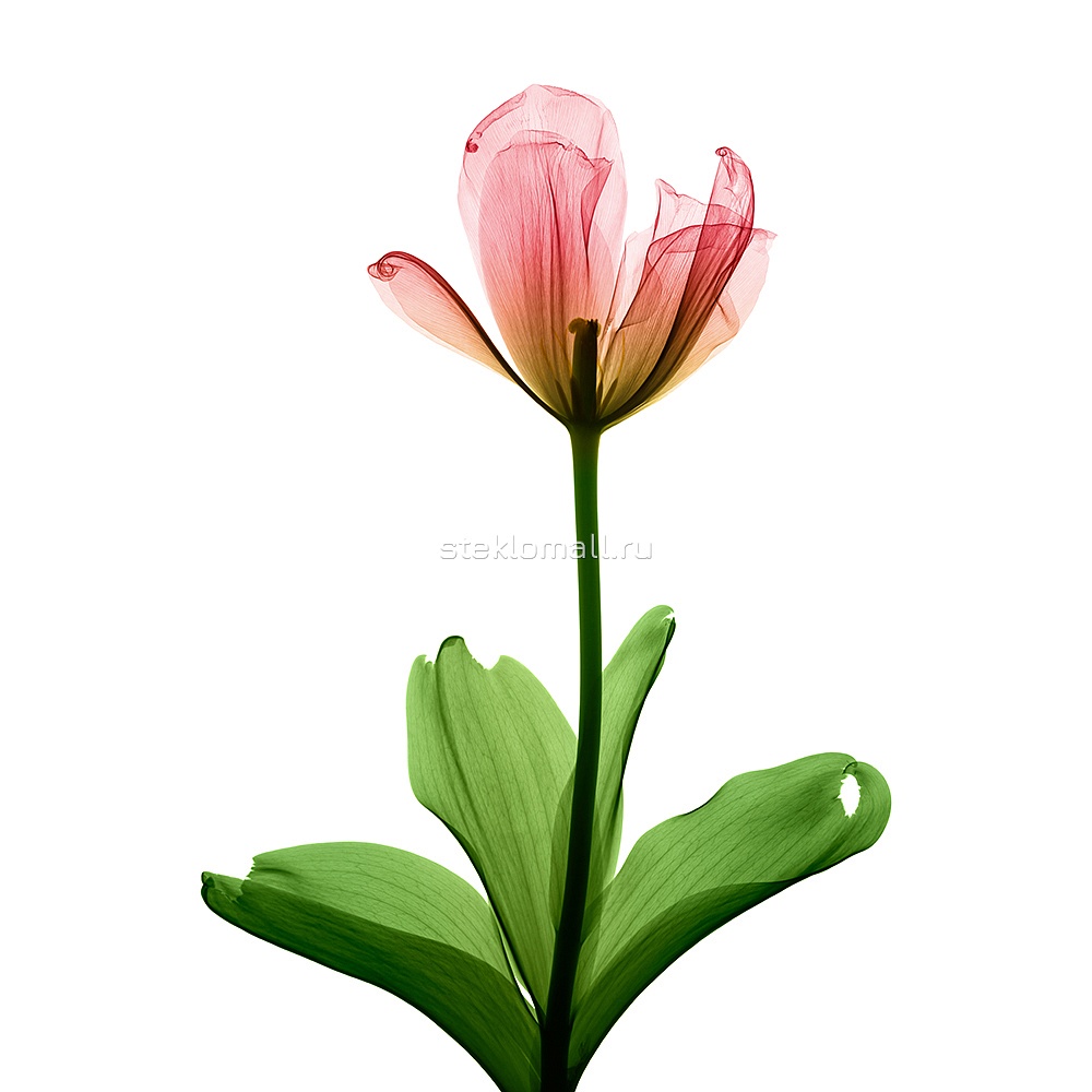 Дверь Рентгеновский снимок цветка тюльпана D_1023577717 превью слайда 2