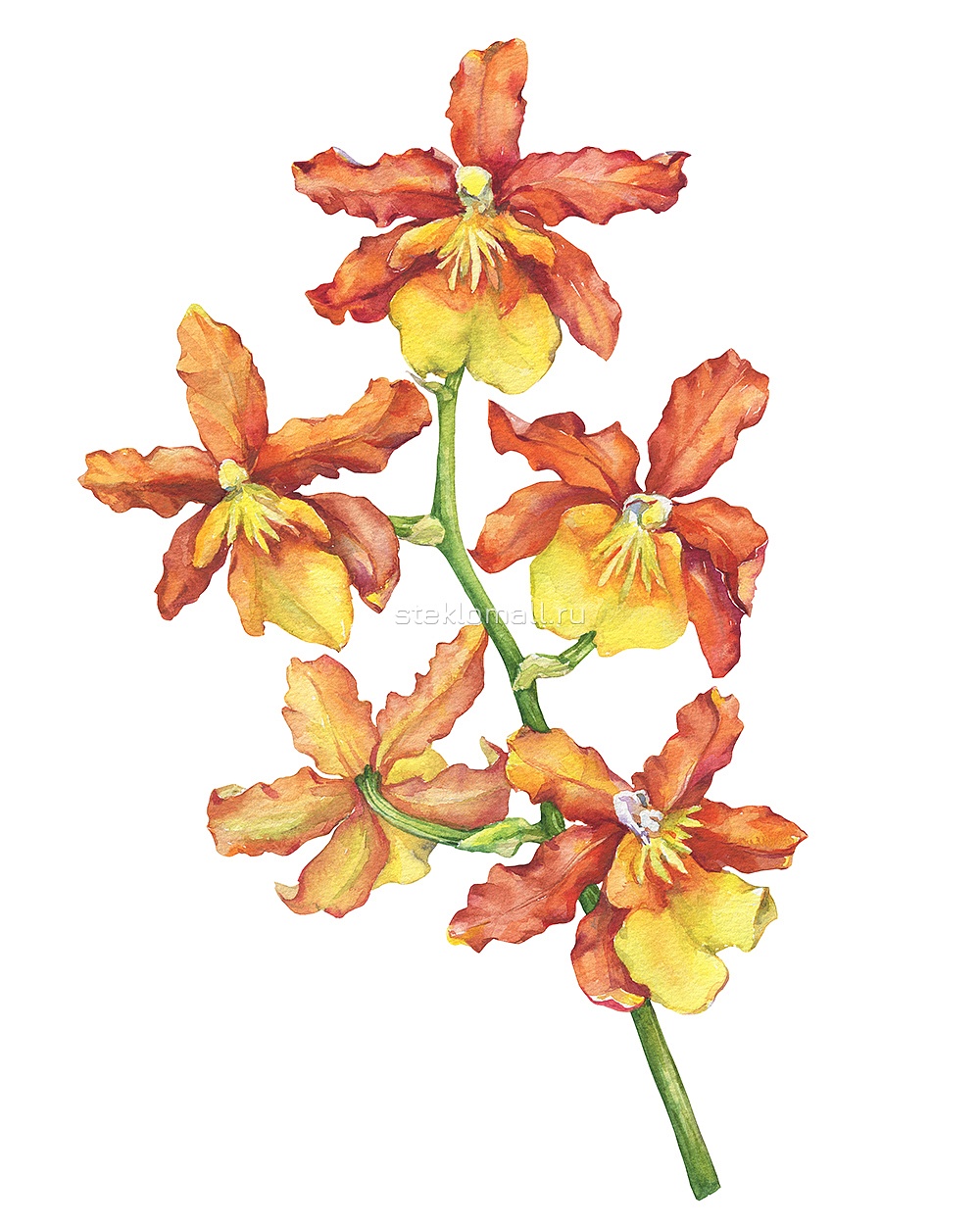 Дверь Цветущая оранжевая орхидея акварель D_1021706494 превью слайда 2